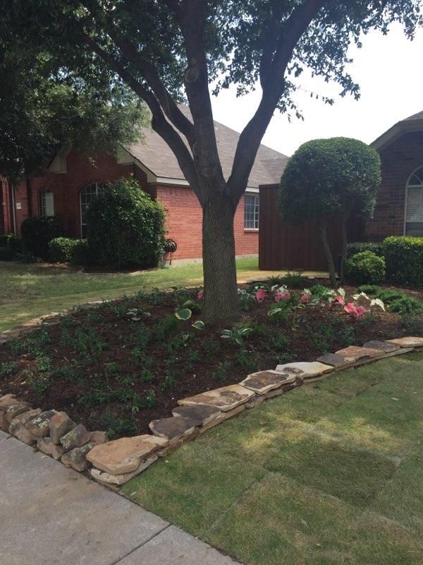 A tree in a landscaped bed edged with stone, bordered by grass, with a red brick house in the background.