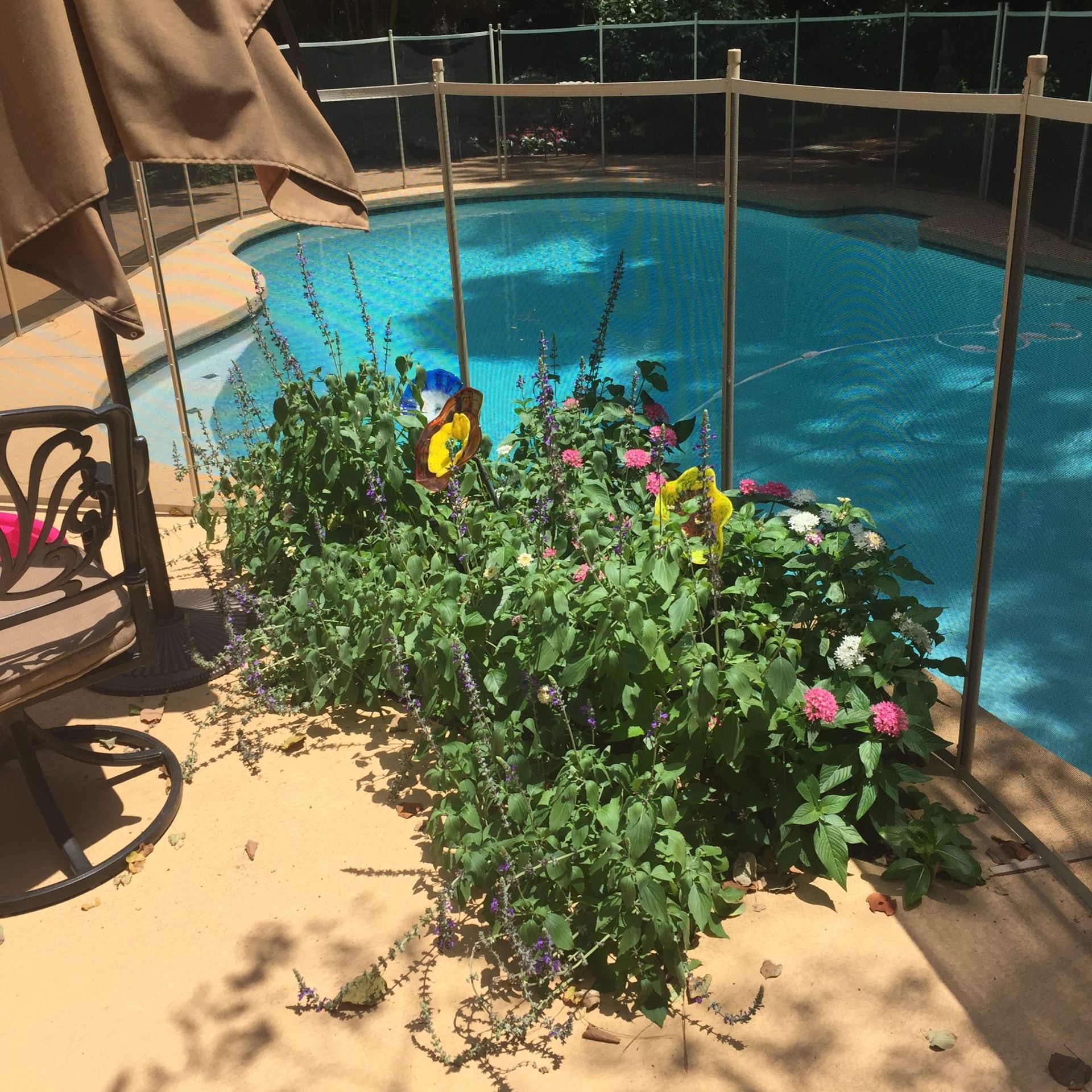 A sunny outdoor scene shows a pool, plants, and patio furniture.