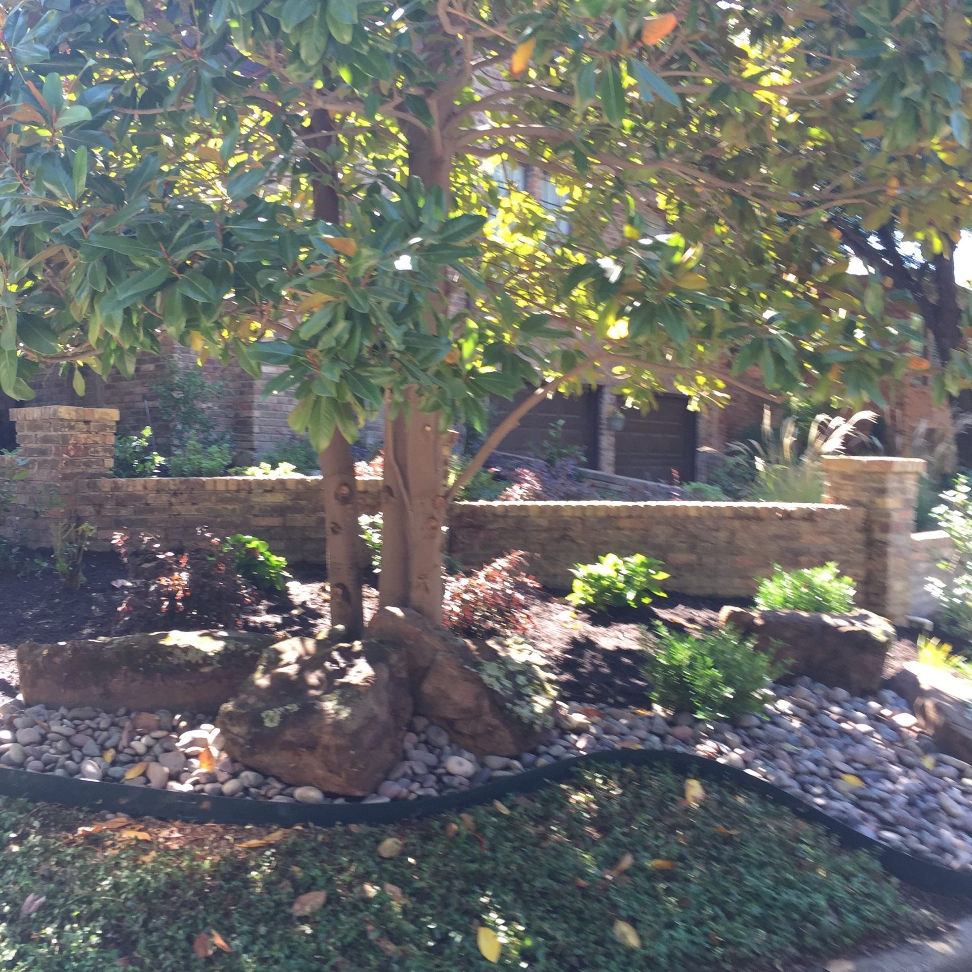 Magnolia tree in a yard with a brick wall, surrounded by rocks, mulch, and landscaping.