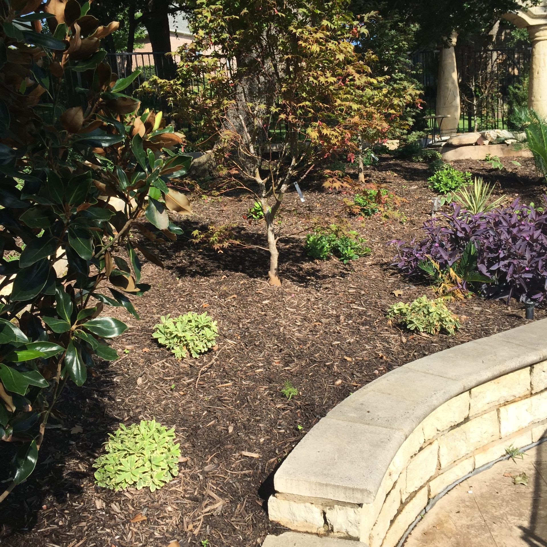Garden bed with mulch, various green and purple plants, curved stone wall.