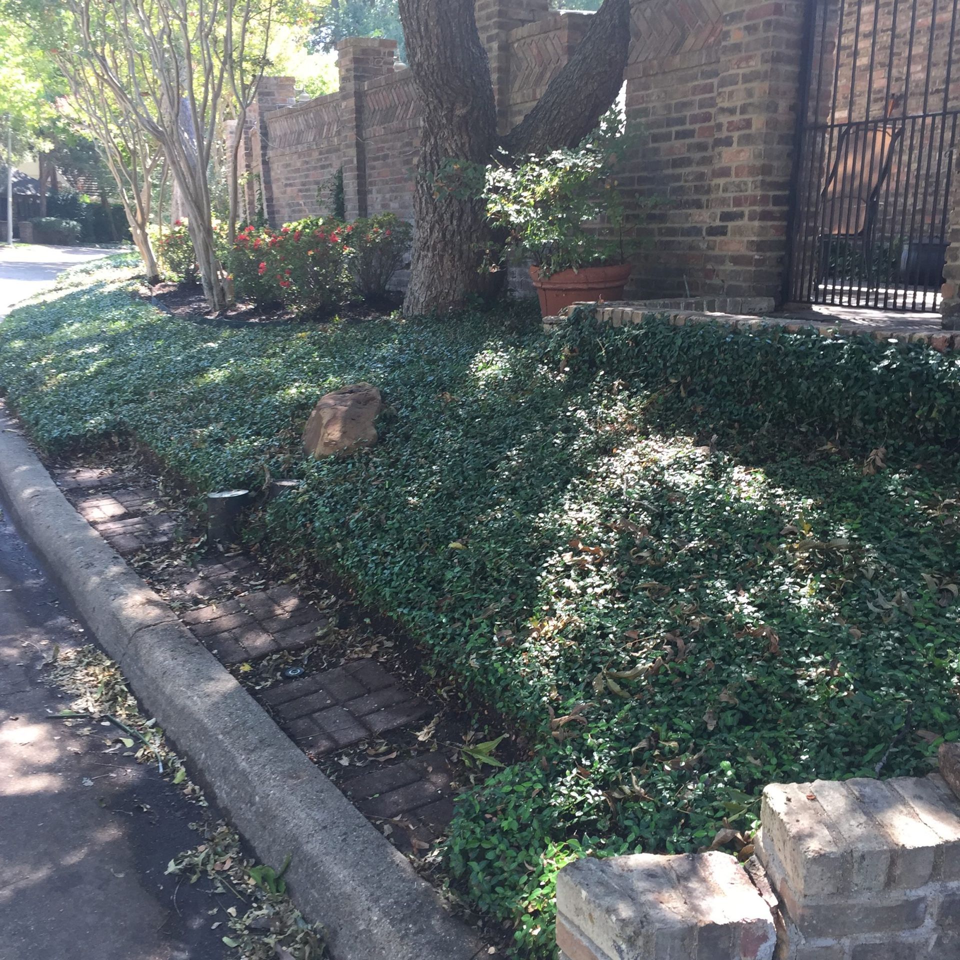 Green ground cover in a yard, brick wall, tree, and sidewalk along a street.