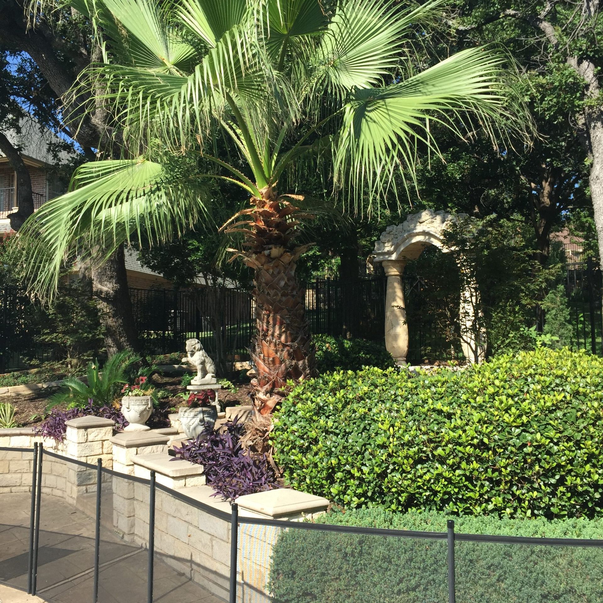 Palm tree in a landscaped yard with a stone fence, statue, and archway.