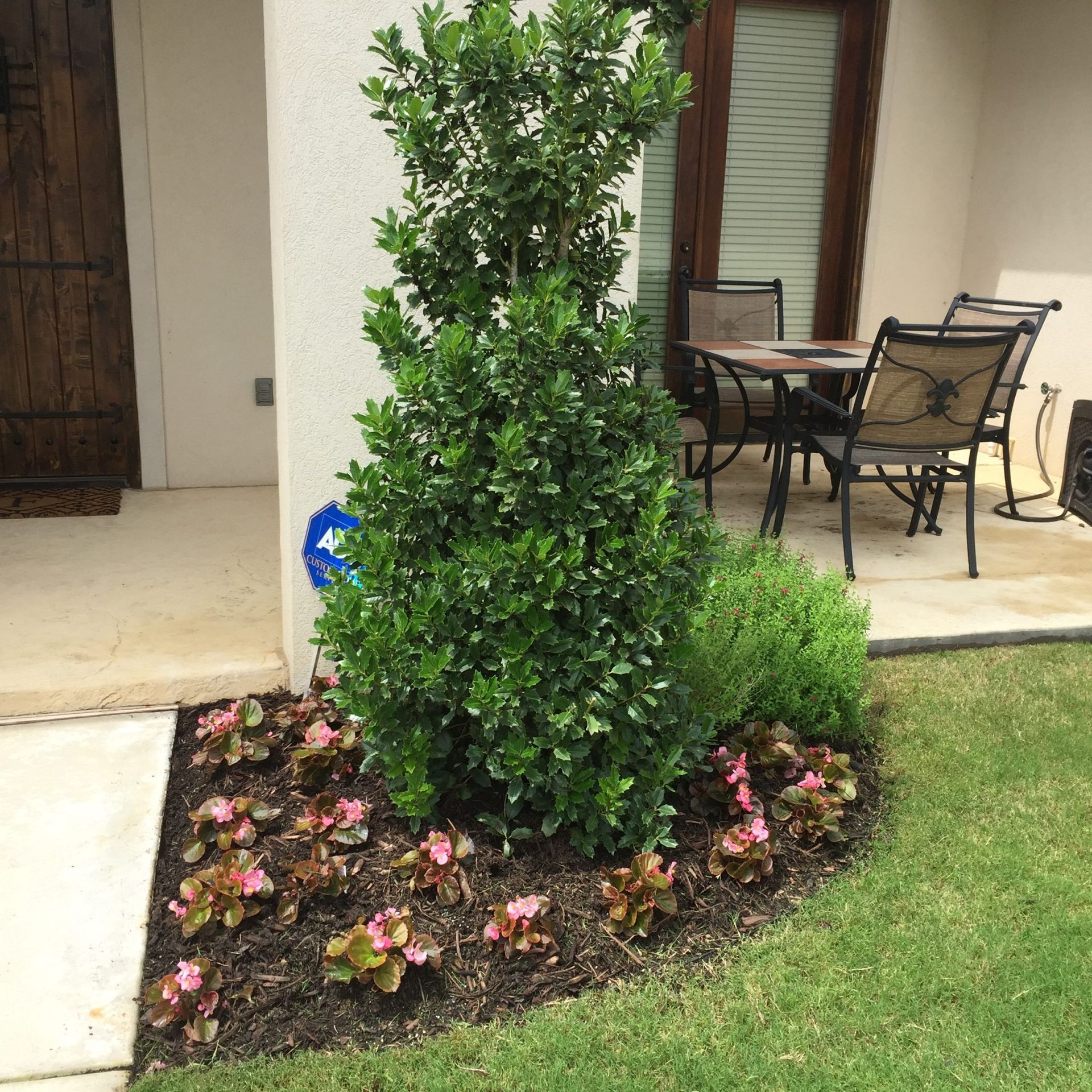 tree