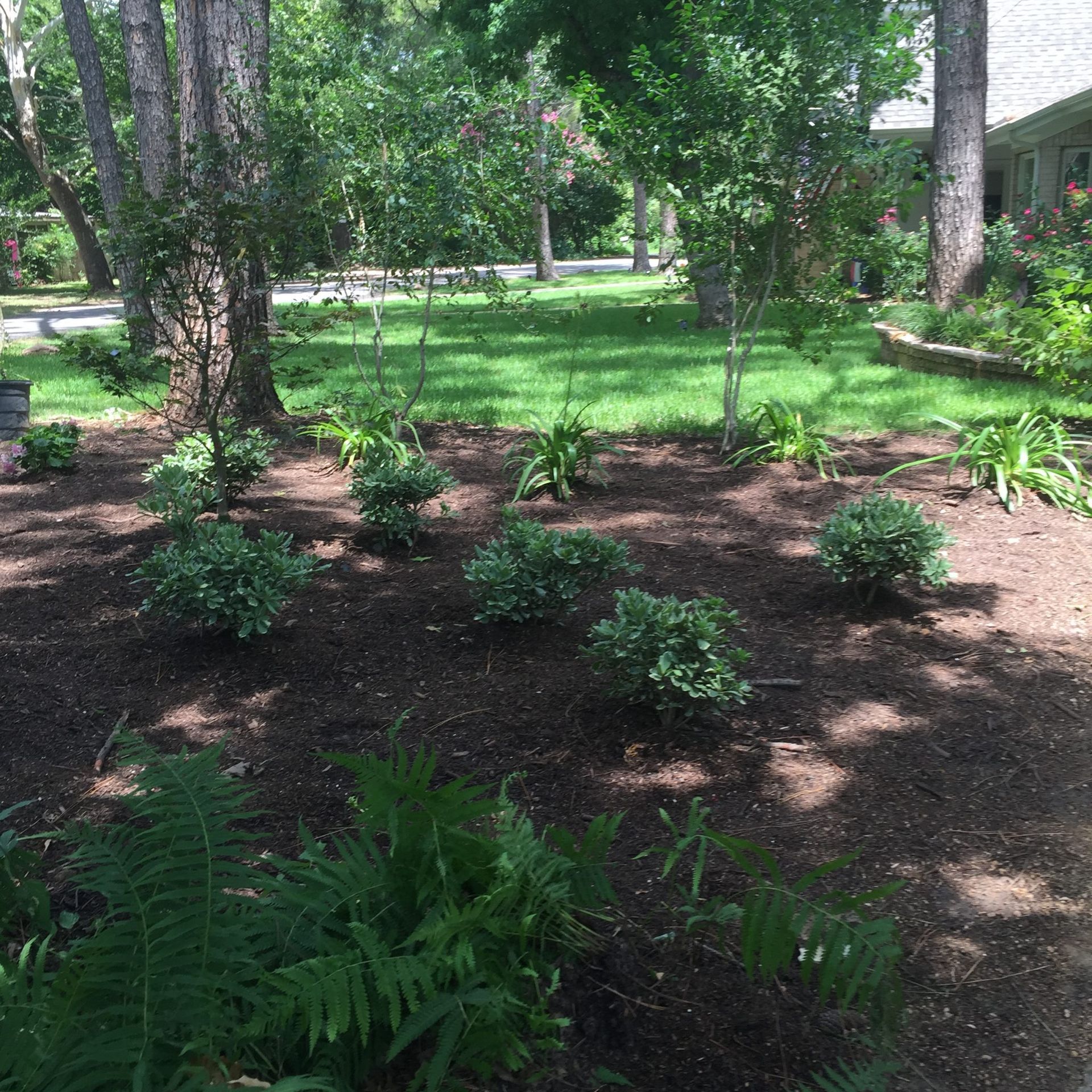 Garden bed with young green shrubs, ferns, and dark mulch under trees.