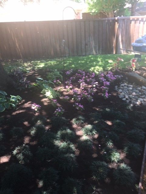 A garden with dark green ground cover, purple flowers, grass, and a wooden fence.
