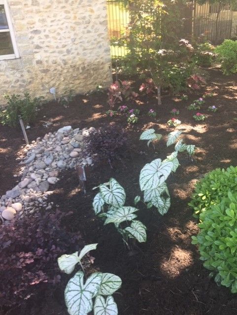 Garden bed with various plants, including silver-veined leaves, next to a stone building.