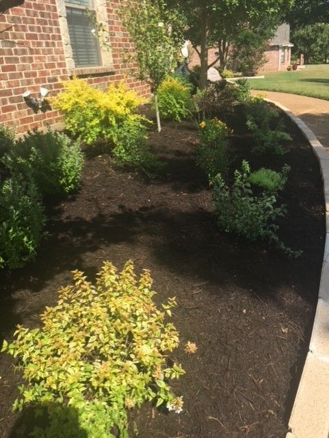 Landscaped yard with shrubs of various greens and yellows, mulched ground, bordering a sidewalk and brick house.