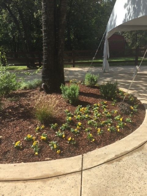 Flower bed with yellow flowers and brown mulch surrounding a tree, near a tent.