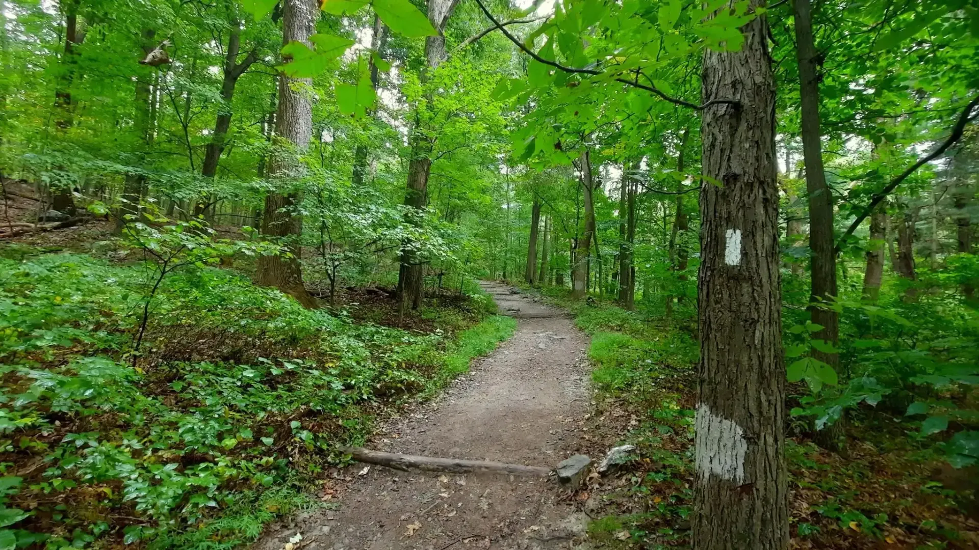 A dirt path going through a lush green forest.