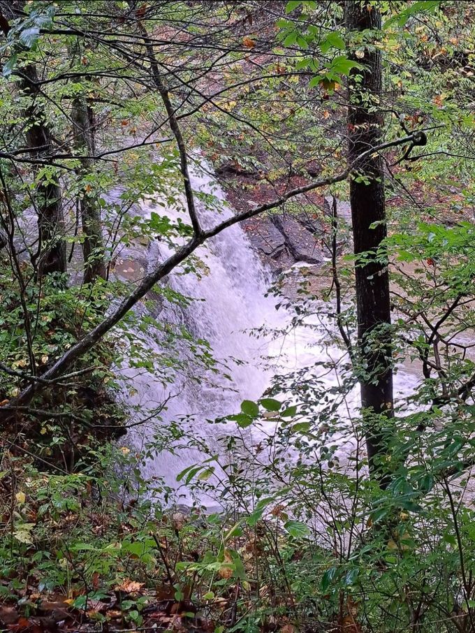 A small waterfall in the middle of a forest surrounded by trees.