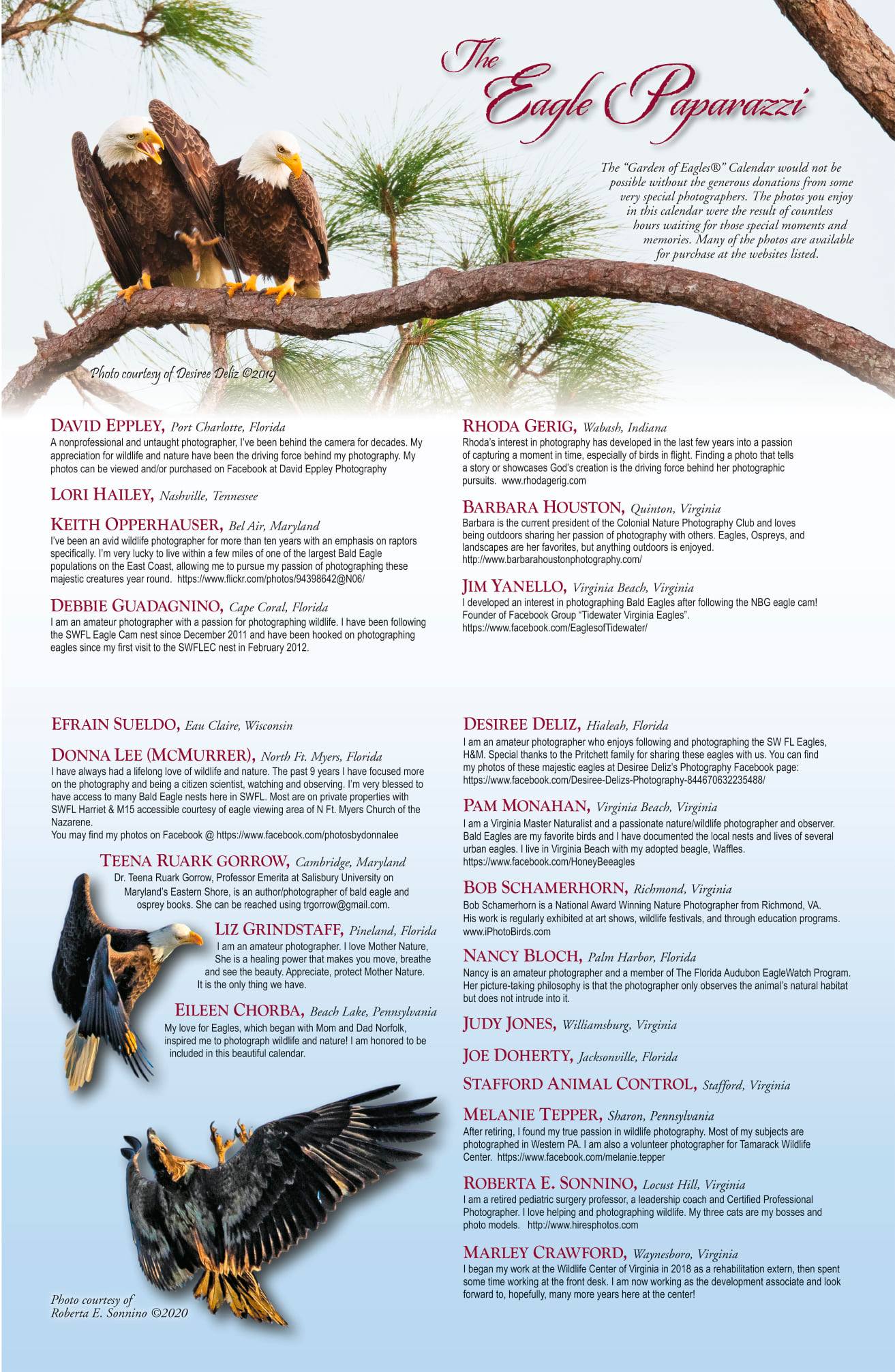 Two bald eagles are perched on a tree branch.
