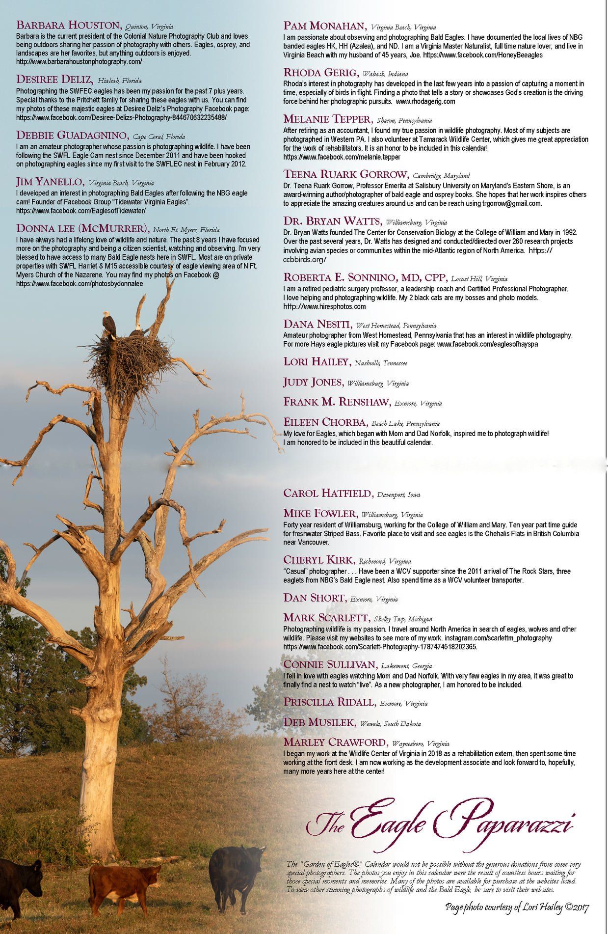 A tree with a bird nest on top of it
