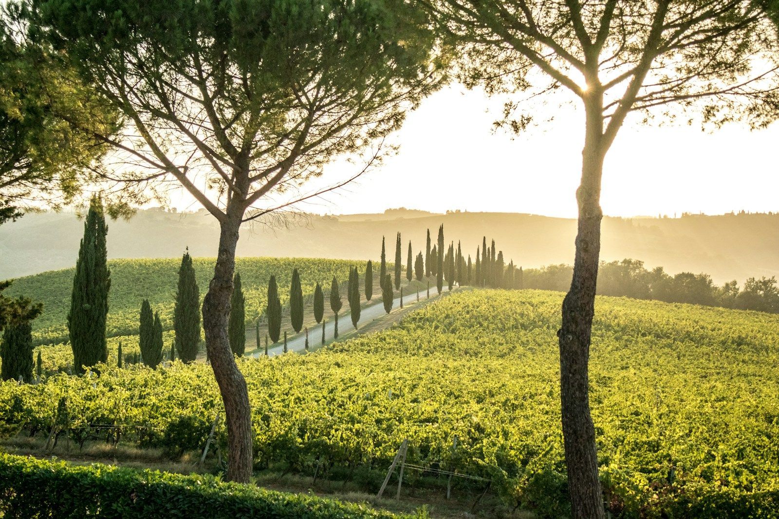 Tuscan vineyard with a line of cypress trees at sunset
