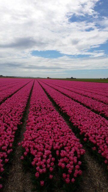Een tulpenveld vol bloeiende roze tulpen nabij de stad Alkmaar