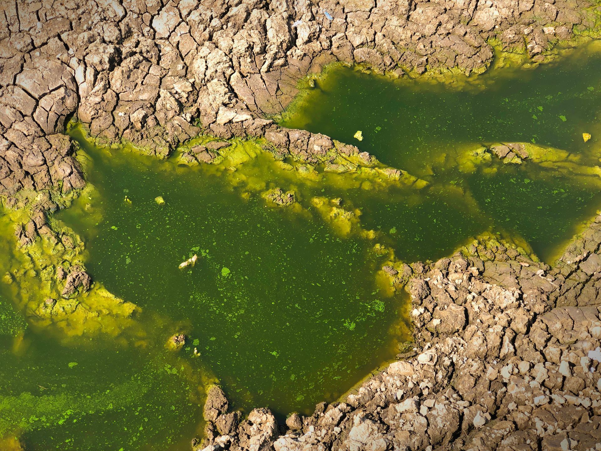 Green algae on cracked dry earth, showing drought-stricken ground and stagnant water.