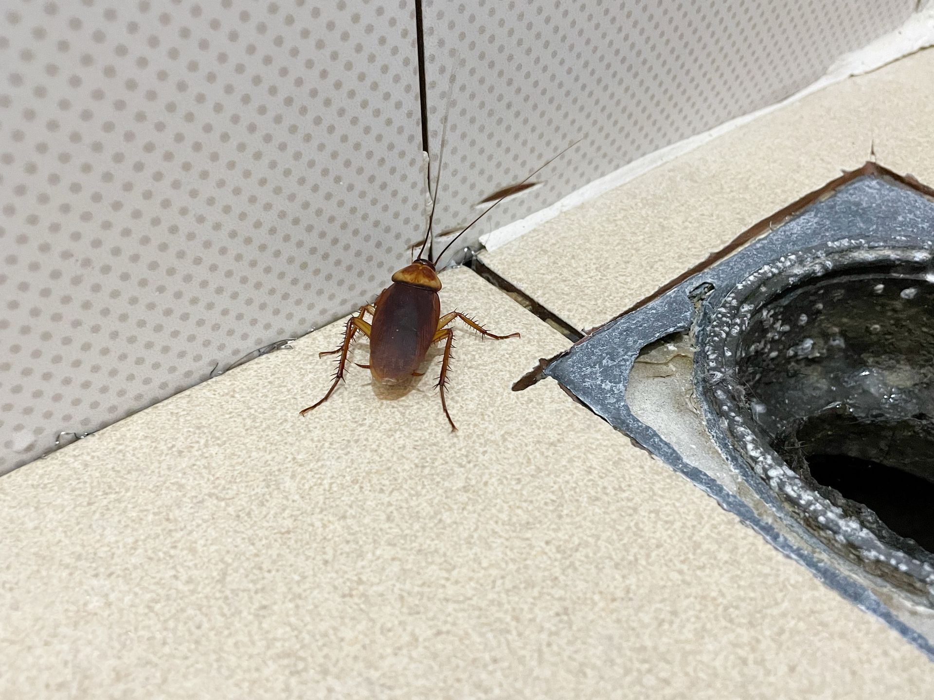 Brown cockroach on a kitchen countertop beside a drain opening