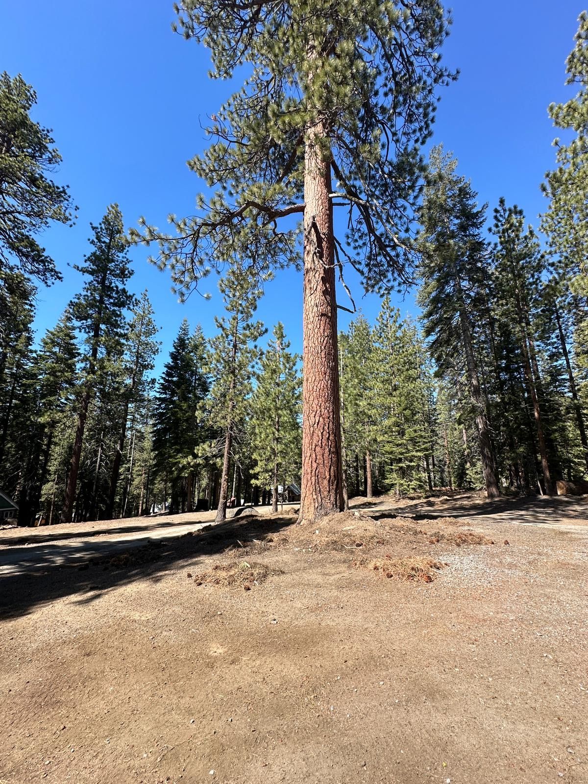 Tall pine tree in a dry forest clearing under a bright blue sky