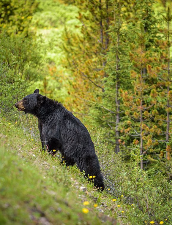 Black bear on a grassy hillside with yellow flowers, surrounded by trees.