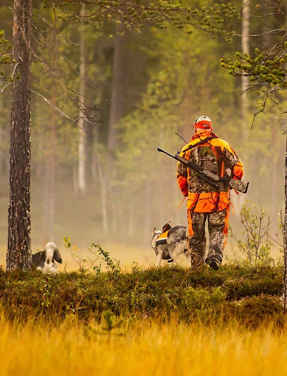 Hunter in orange camo walking with two dogs through a foggy forest, rifle in hand.
