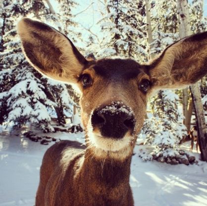 Deer with large ears and snow on its nose in a snowy forest.