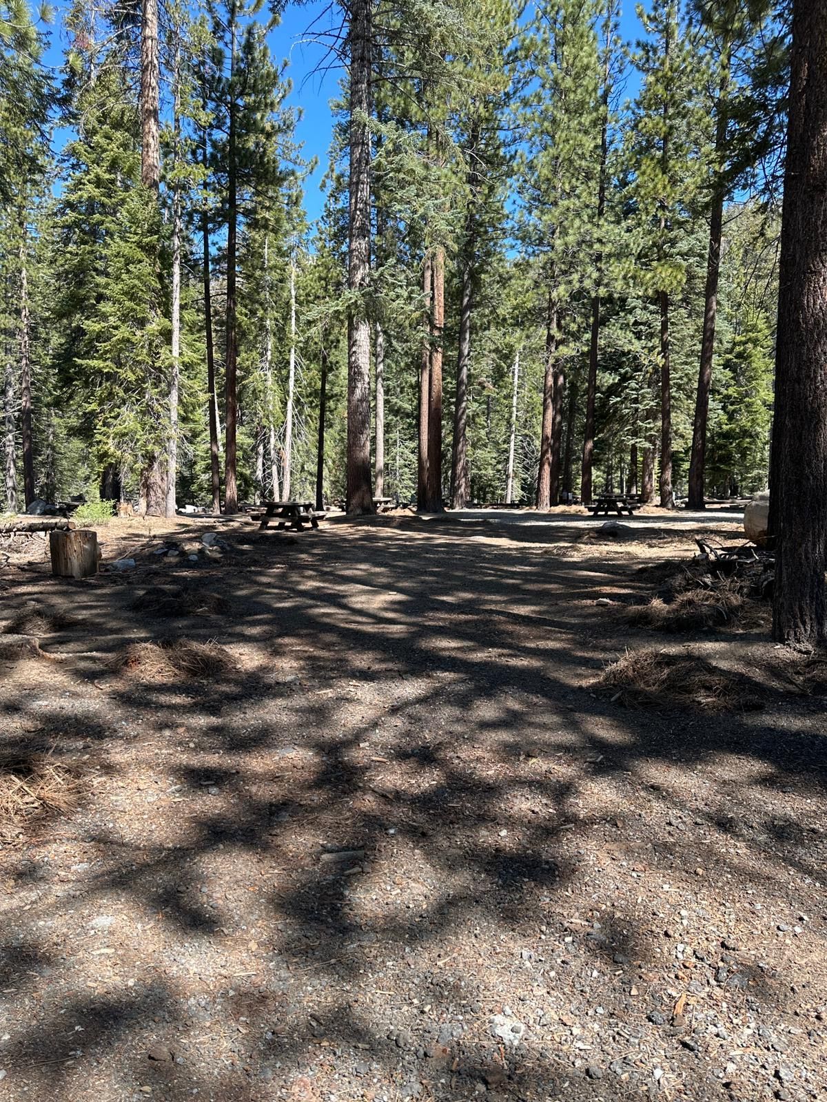 Sunlit pine forest with tall trees, scattered shadows, and a dirt clearing