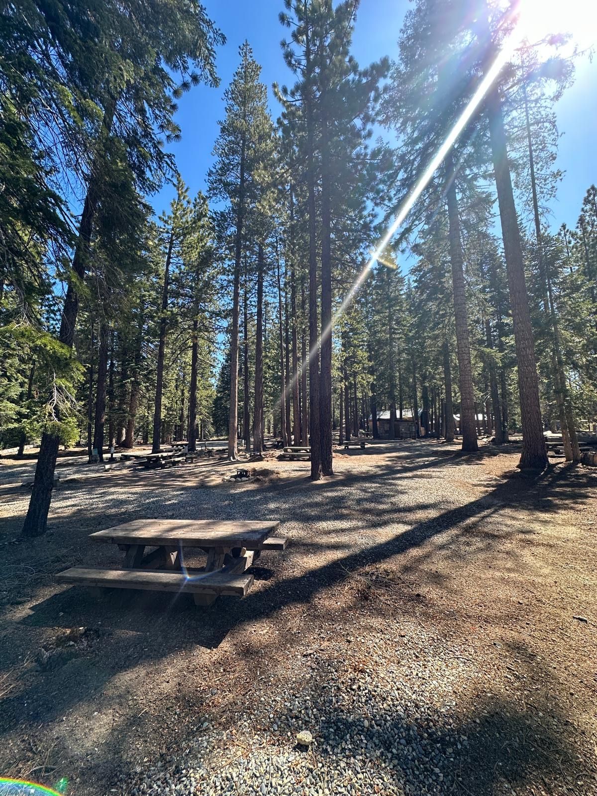 Sunny forest campground with tall pine trees, picnic tables, and long shadows on the ground