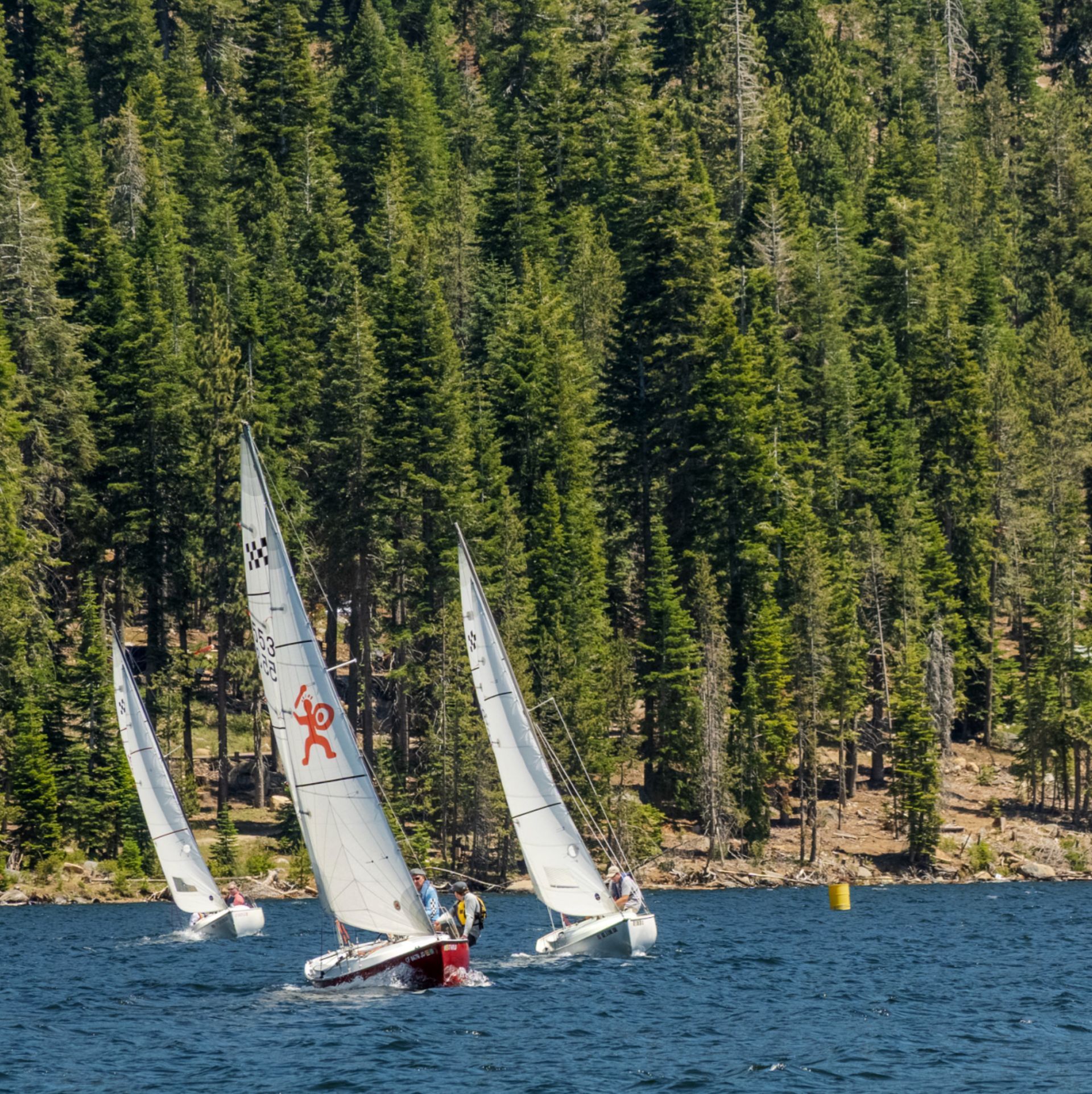 Three sailboats racing on blue water beside a forested shoreline