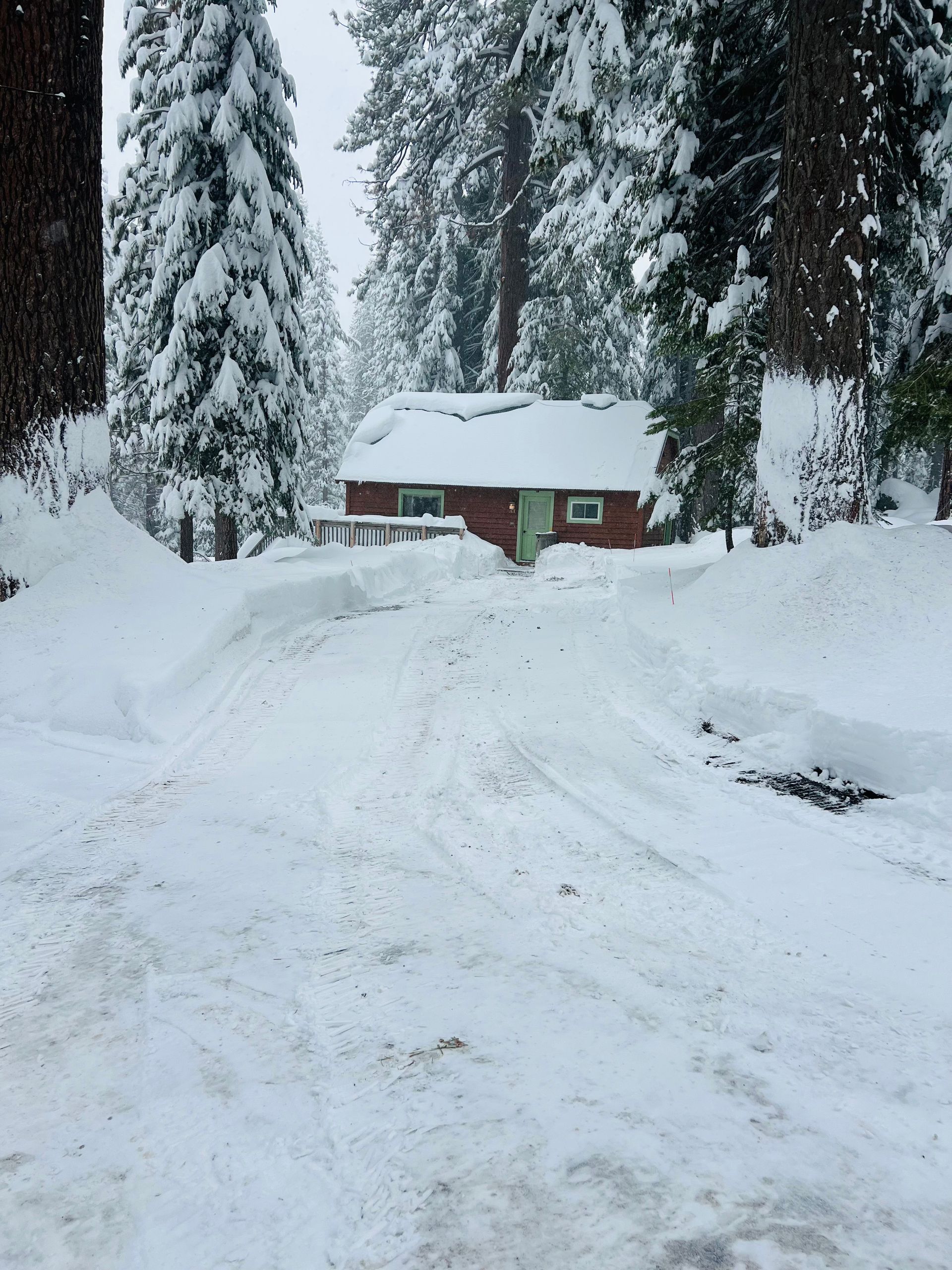 Snow-covered cabin in a forest, with tall pine trees and a plowed road leading up to it.