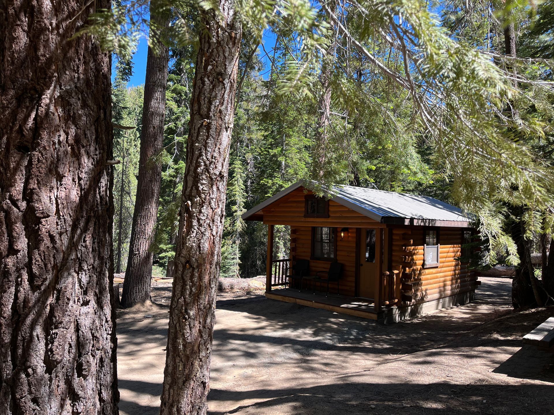 Small wooden cabin in a wooded forest clearing with tall trees and dappled sunlight.