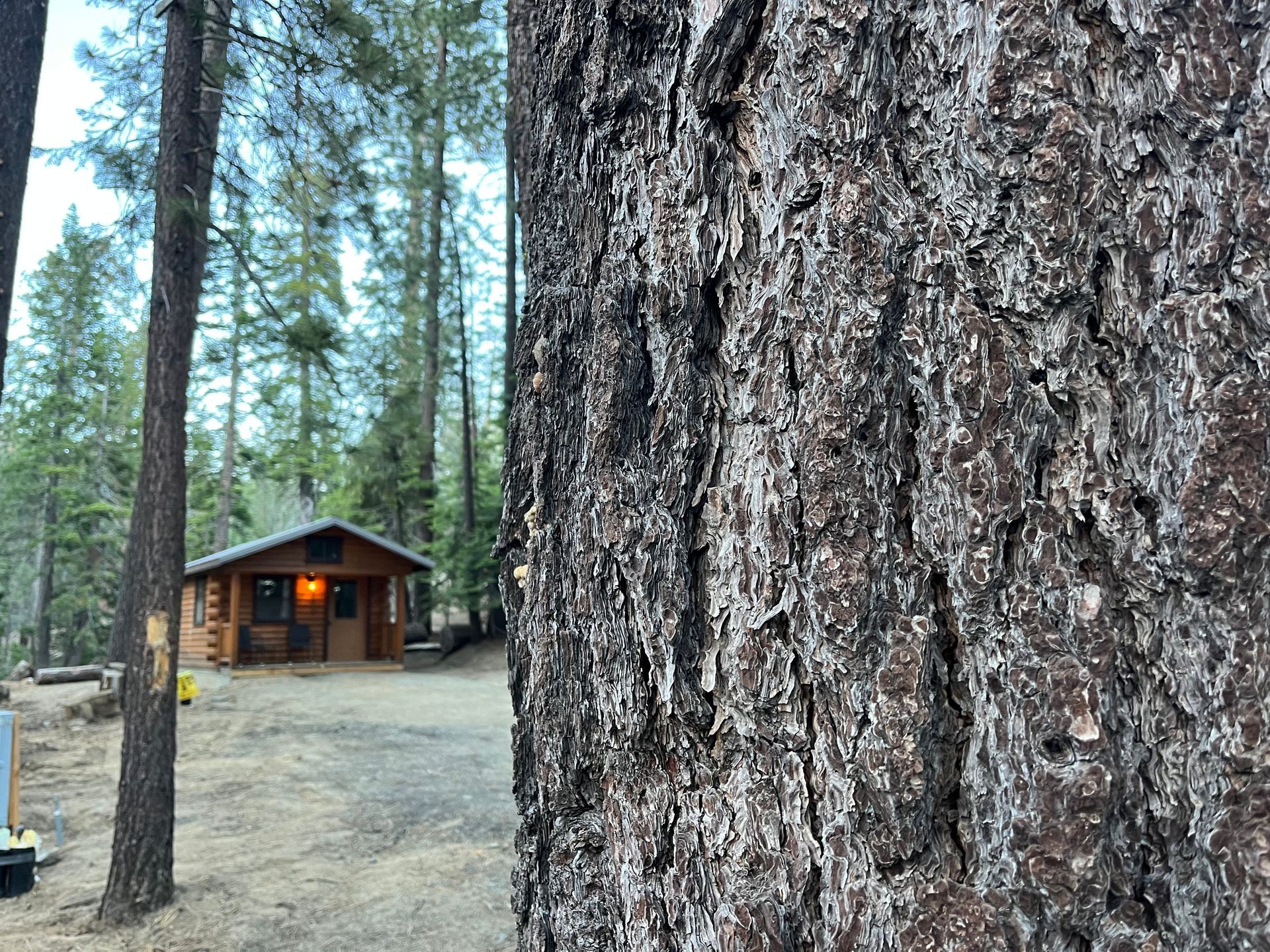 Rustic cabin in a pine forest, with a huge tree trunk in the foreground