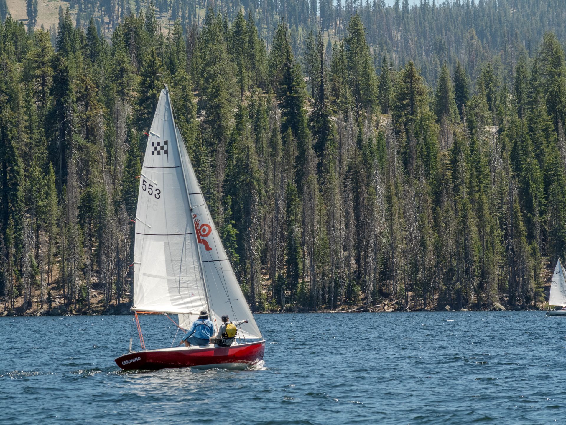 Sailboat with white sails on blue water, backed by a pine-covered shoreline