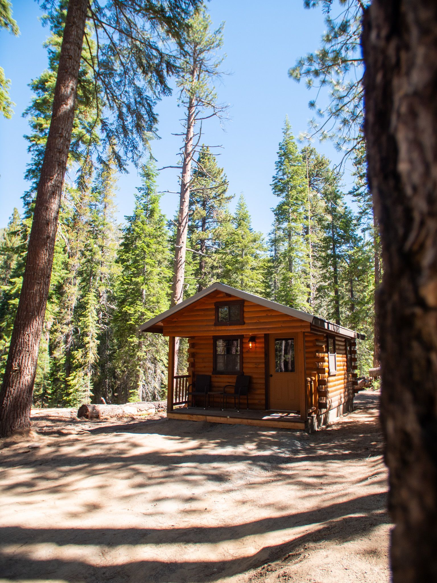 Small wooden cabin in a sunlit forest among tall pine trees