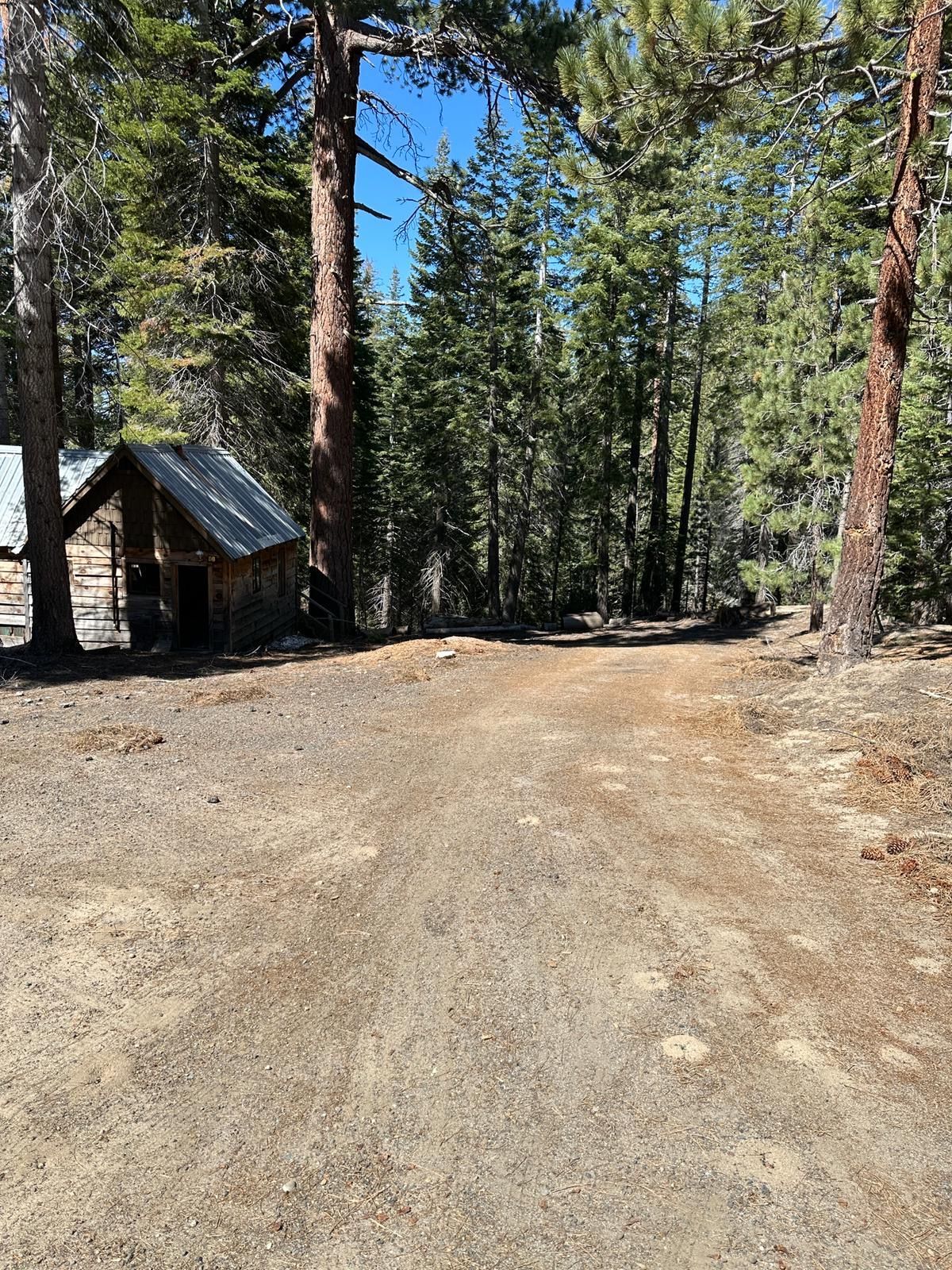 Dirt clearing in a pine forest with a small wooden cabin on the left and a sunny blue sky above