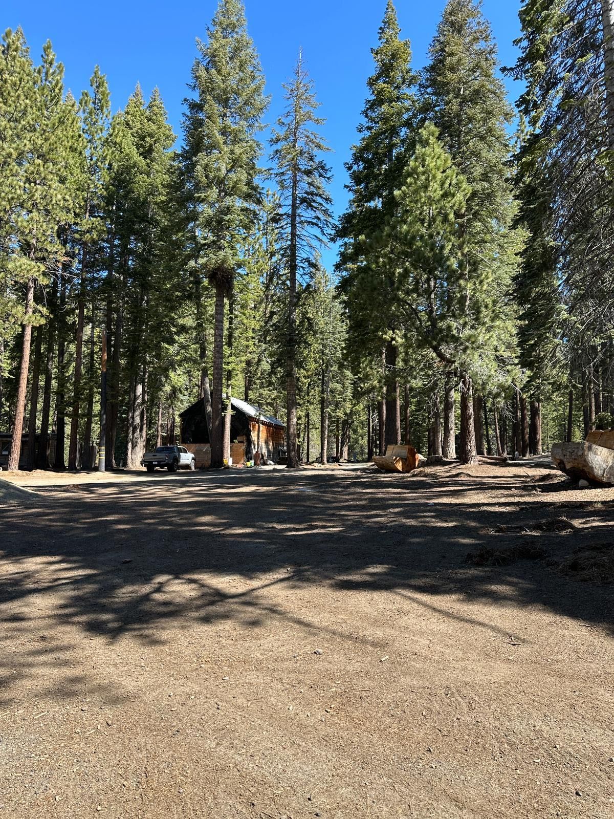 Forest campsite with tall pine trees, a small cabin, and a dirt clearing under a bright blue sky
