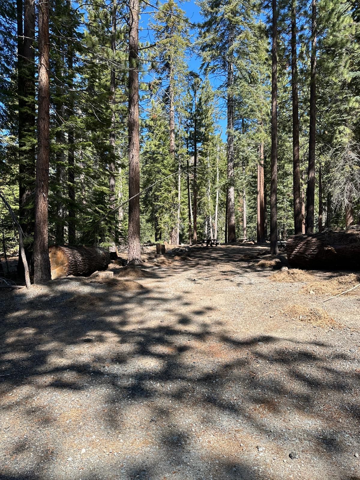 Sunlit forest trail lined with tall pine trees and shadows on a gravel path