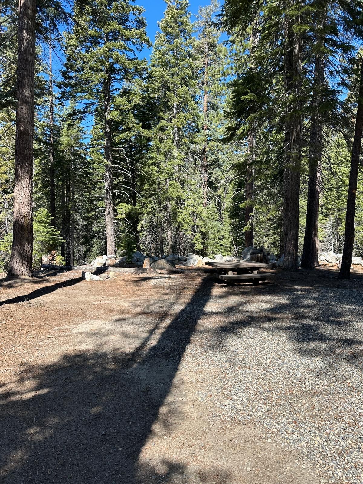 Wooded campsite with gravel clearing, picnic table, and tall pine trees in sunlight