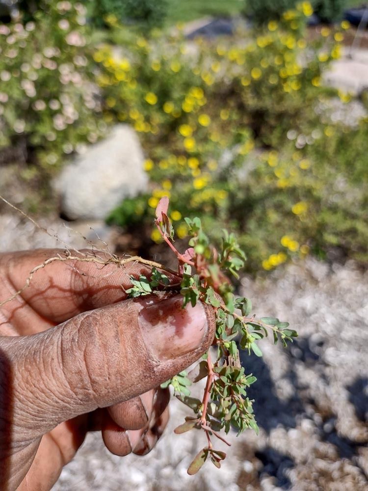 Hand holding a small green sprig with tiny pink flowers outdoors near rocky ground and yellow blooms