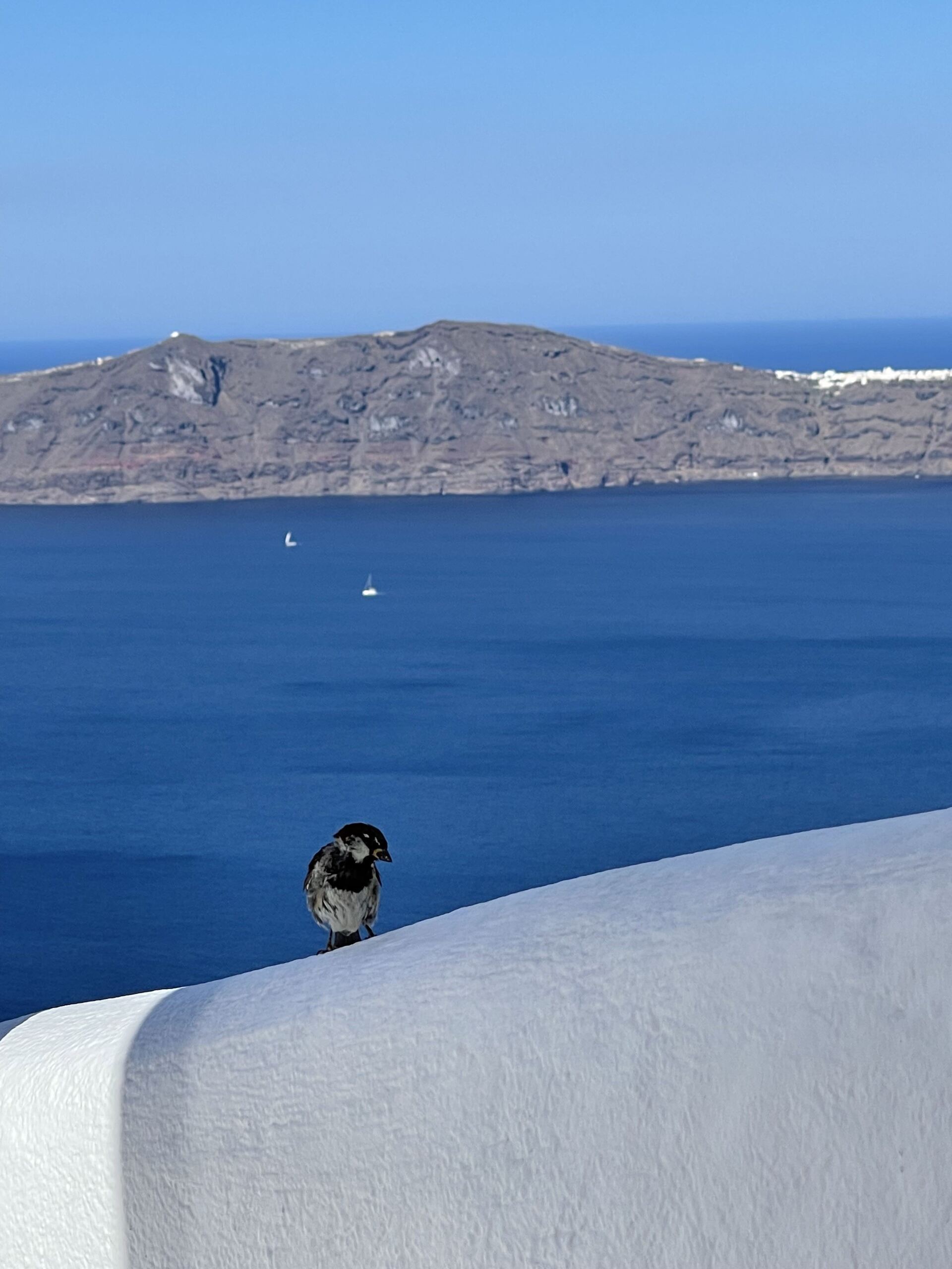 A bird perched on a white wall overlooking the ocean
