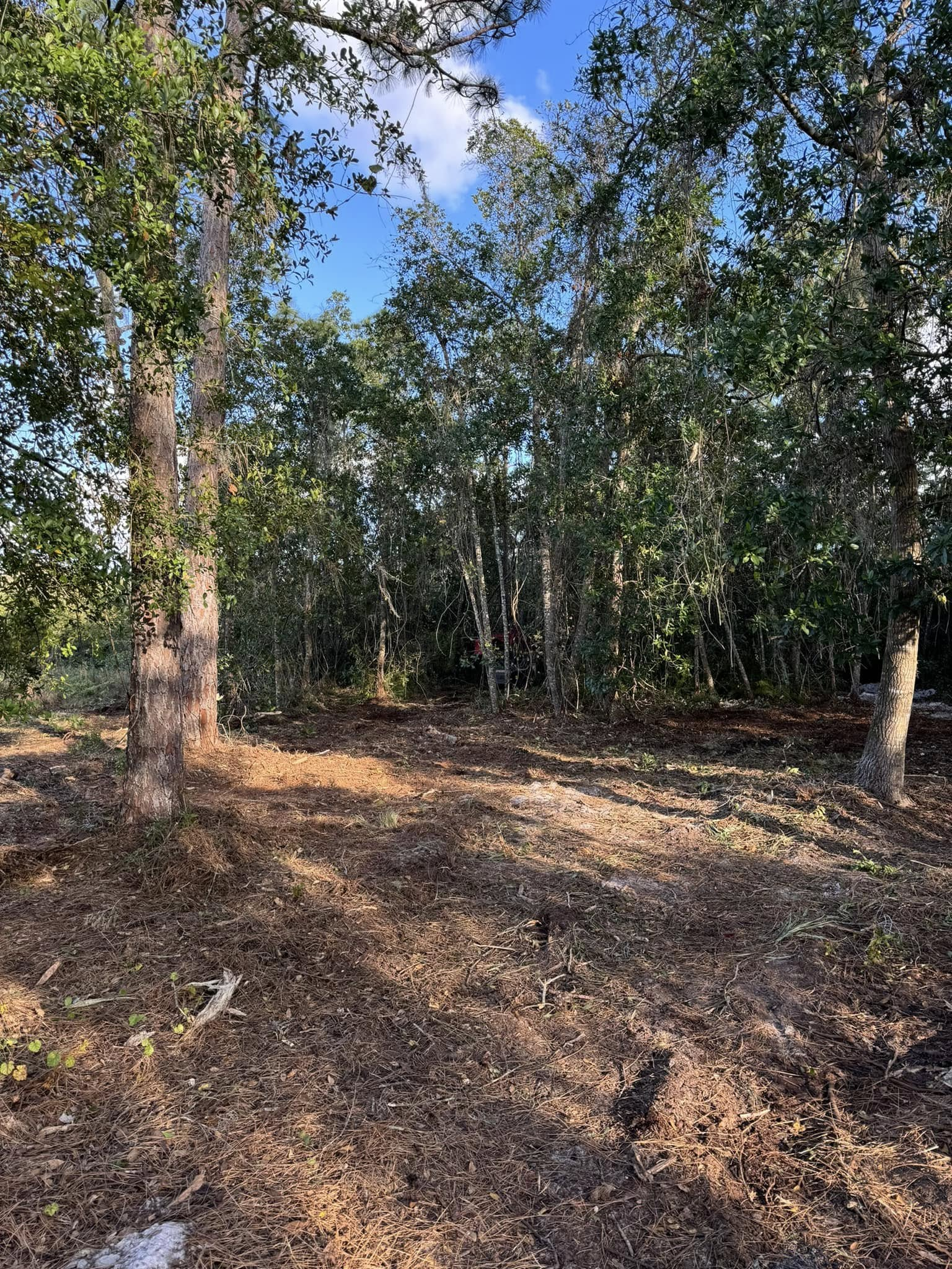 Trees in a brown, leaf-covered clearing, with a blue sky peeking through the canopy.