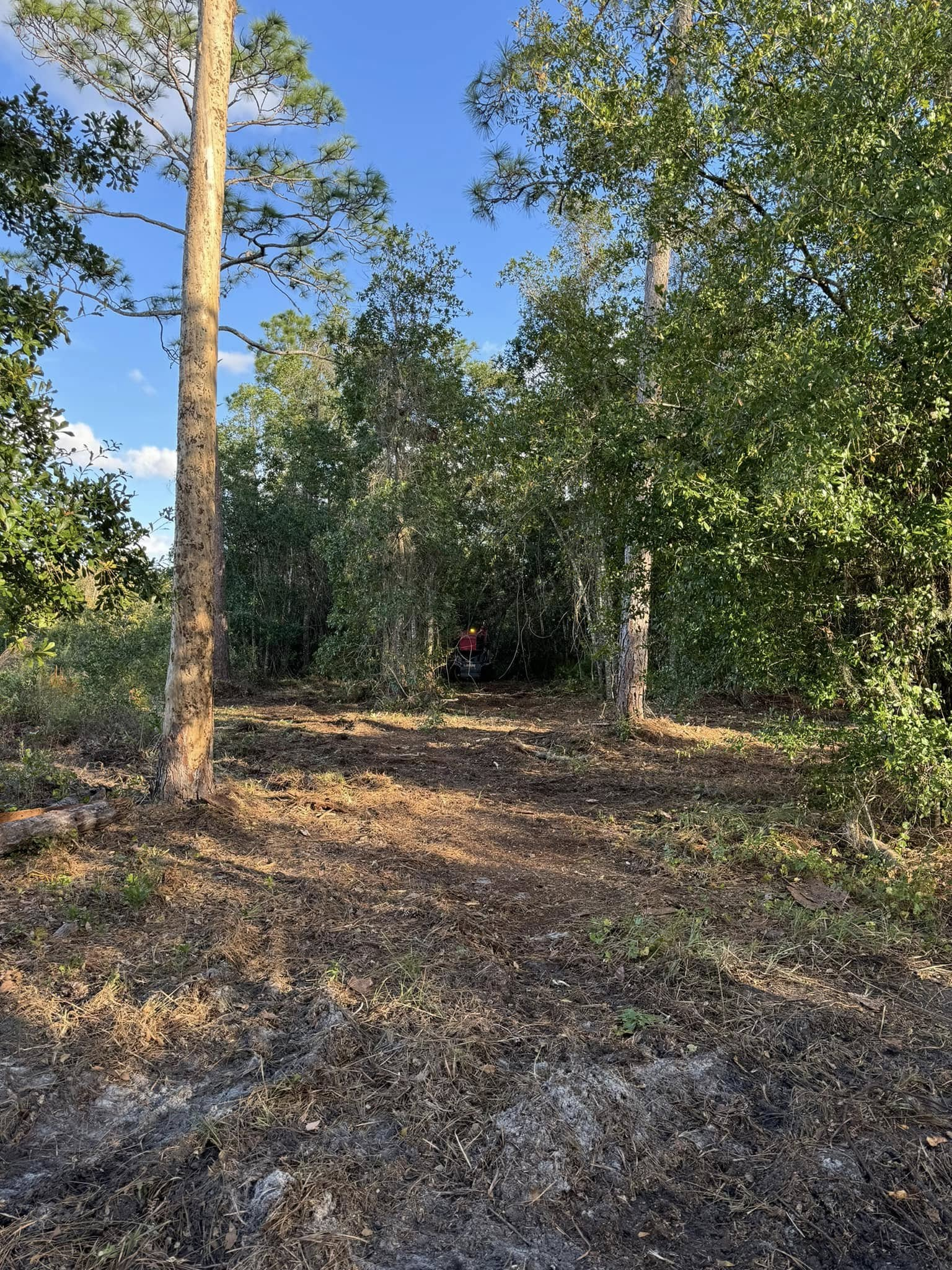 Forest clearing with sunlit path, trees, and dense foliage under a blue sky.