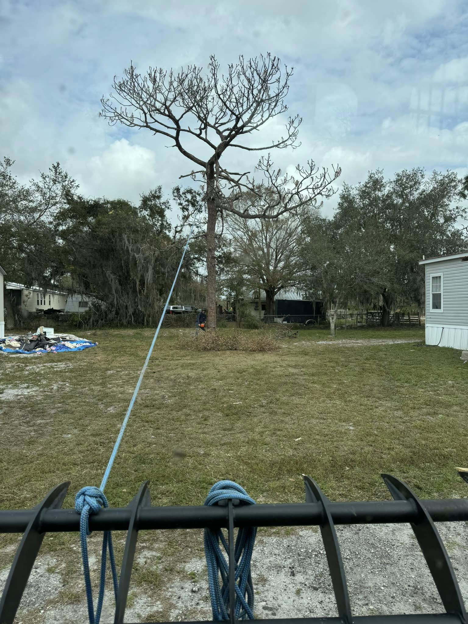 View of a yard with a tall tree in the center, blue rope in the foreground, and houses in the distance.