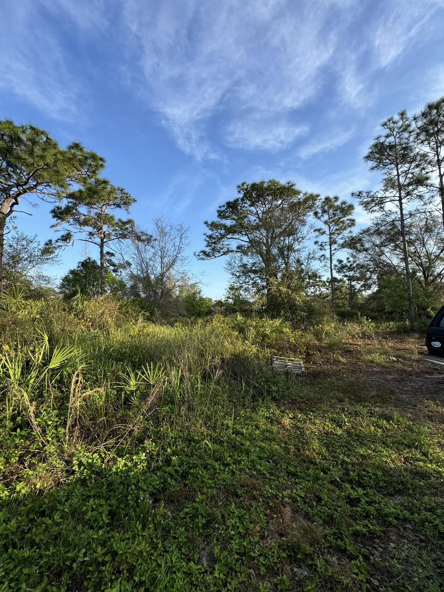 Grassy field with trees under a blue sky with wispy clouds.