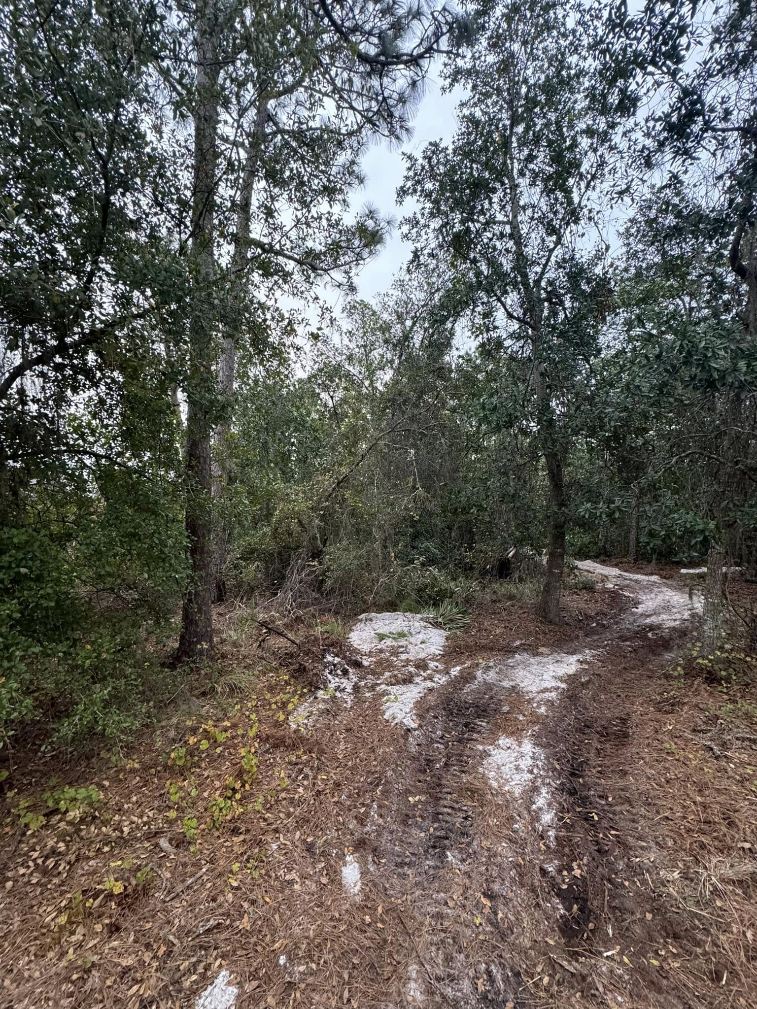 Dirt path winding through a wooded area with trees and undergrowth. Overcast sky.