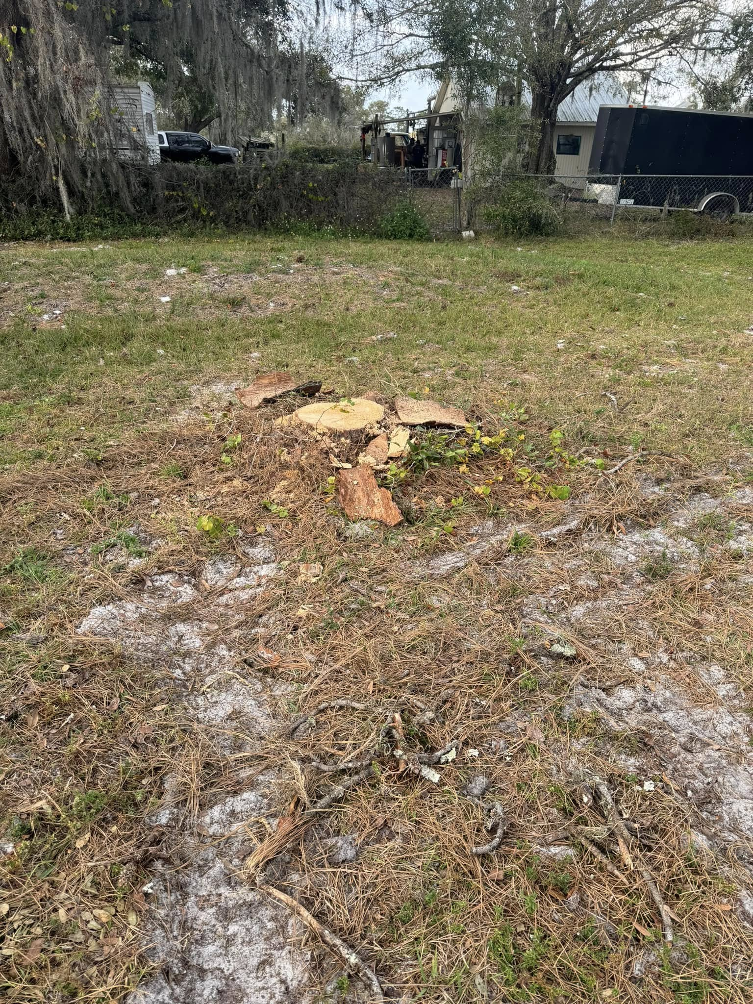 Brown and tan tree stump in a grassy yard, surrounded by debris.