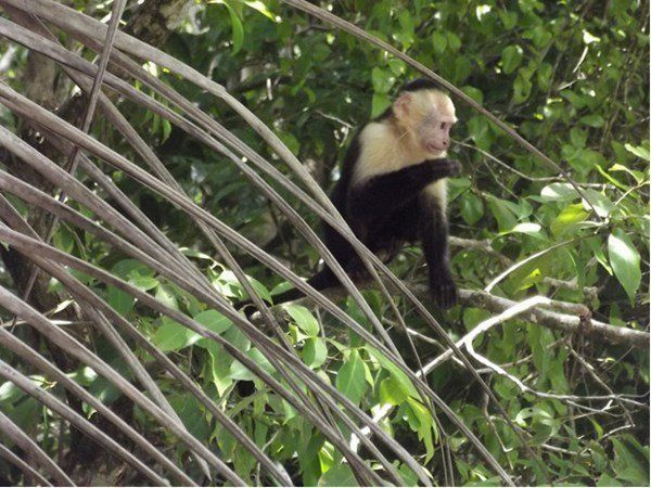A black and white monkey is sitting on a tree branch