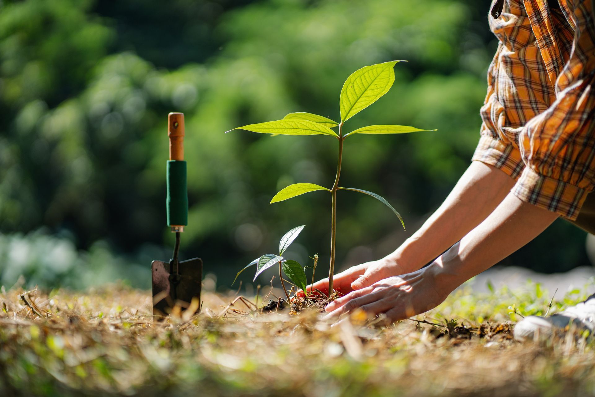 Two people are planting a tree in the ground.