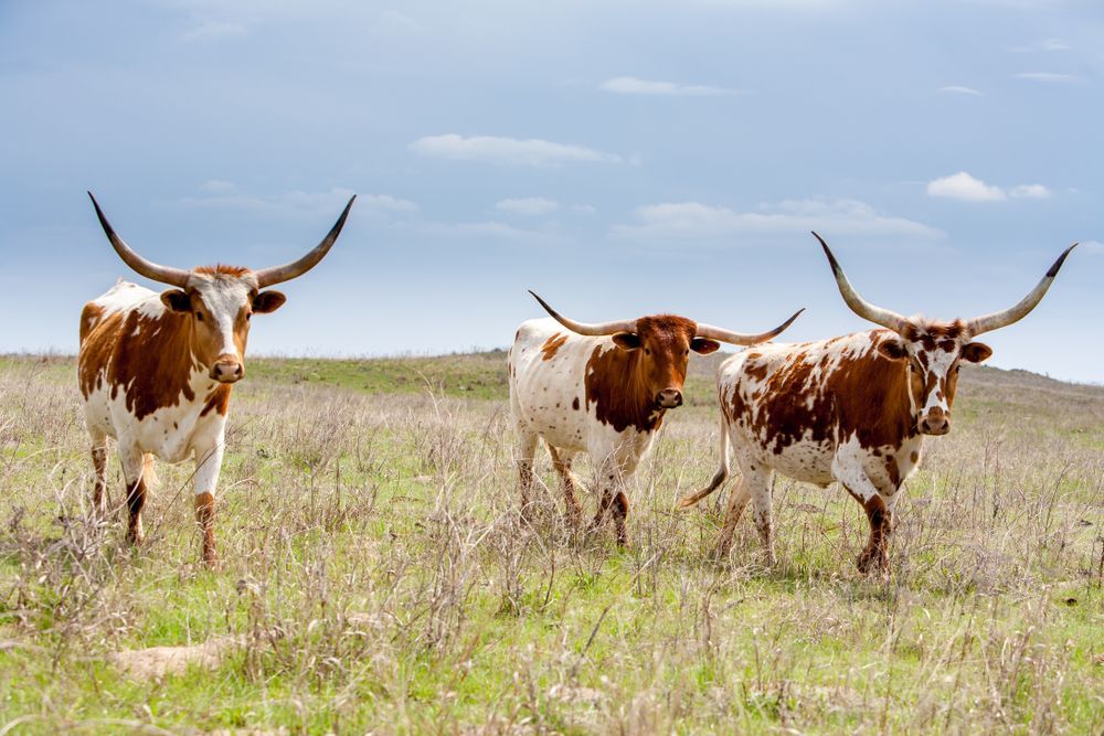 Three longhorn cattle in a grassy field under a blue sky.