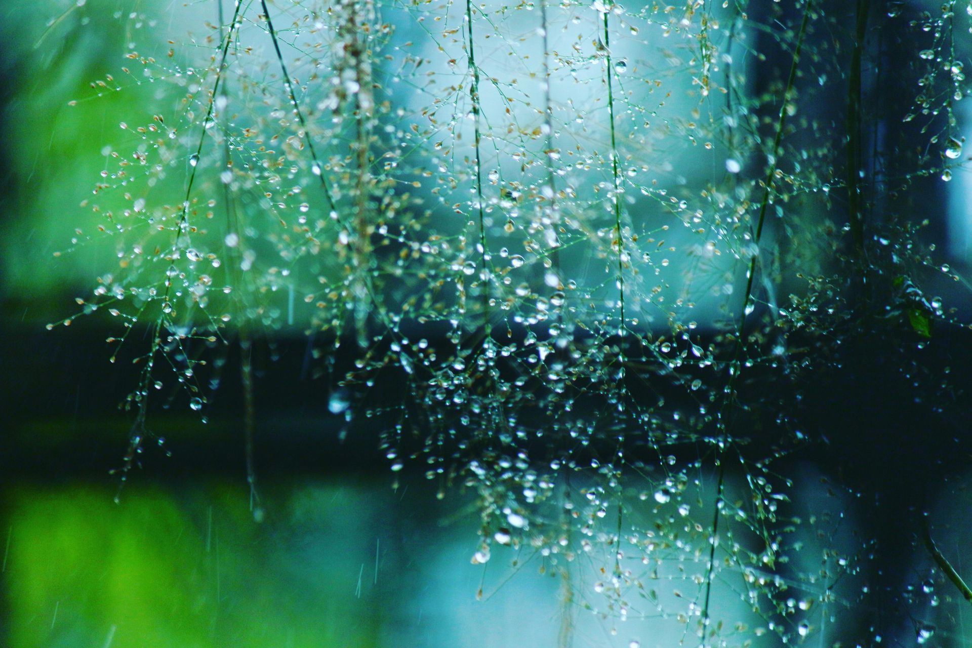Close-up of delicate branches with water droplets reflecting light in a lush, rainy natural setting.