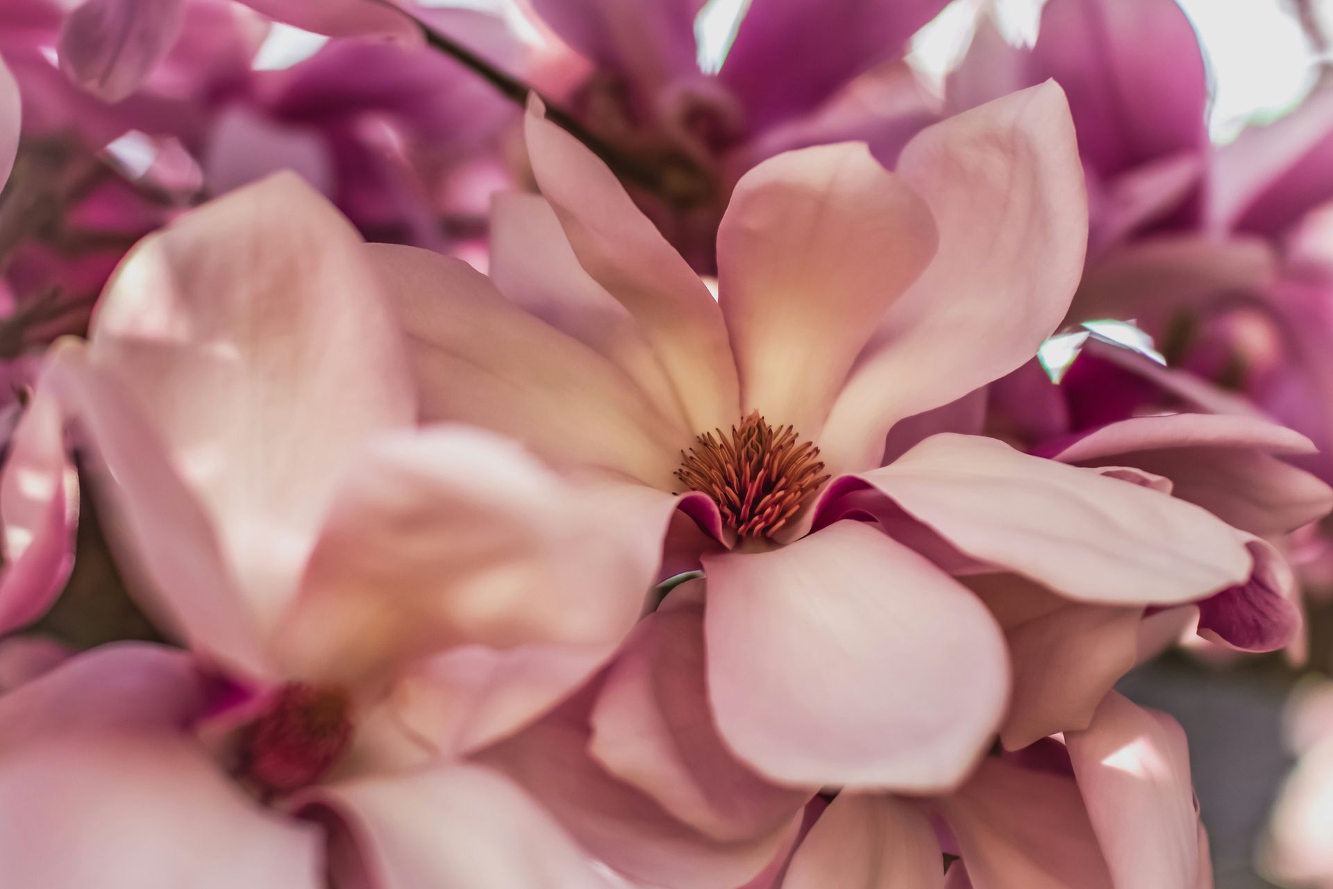 Close-up of pink magnolia blossoms with soft petals and a red center