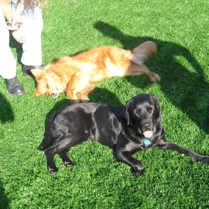 dogs laying on fake grass